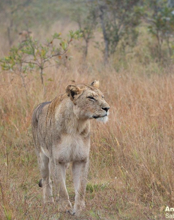 B10andries Lions.mangeni Blog 13 Final B10andries Lions.mangeni Blog 13 Final