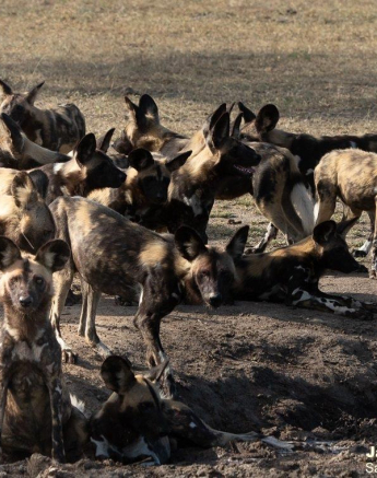 A15Jason Street Wilddog 021222 3. Final