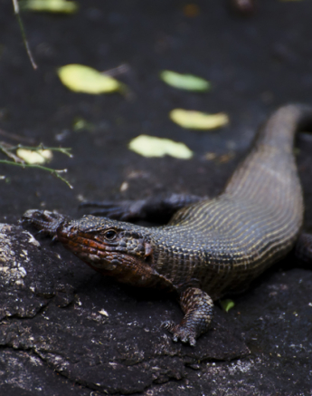 Giant Plated Lizard Giant Plated Lizard