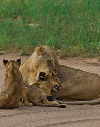 Cub 6 Cub 6