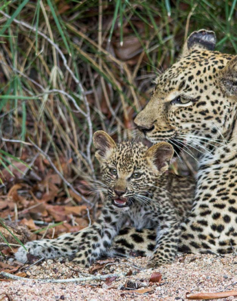 09Franscois Rosslee Lbckill3