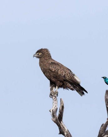 10Sheldon Hooper Brown Snake Eagle Final