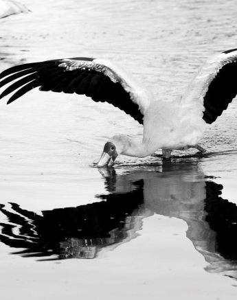 31Kyle Yellow Billed Stork 8 Final 31Kyle Yellow Billed Stork 8 Final
