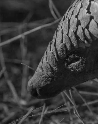08Kyle 23 July Pangolin 26 Final 08Kyle 23 July Pangolin 26 Final