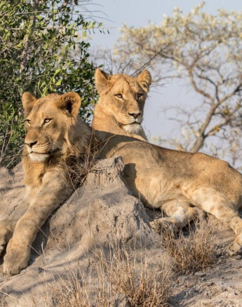 16Kyle 16 Aug Lion Hunt 9 Final 16Kyle 16 Aug Lion Hunt 9 Final