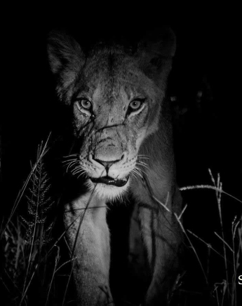 11Kevan Dobbie Mangeni Cubs 200218 2 Final