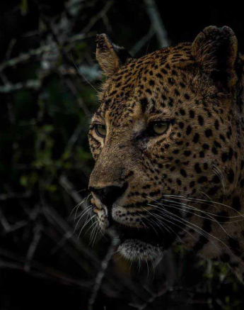 32Kevan Dobbie Max 200218 3 Final