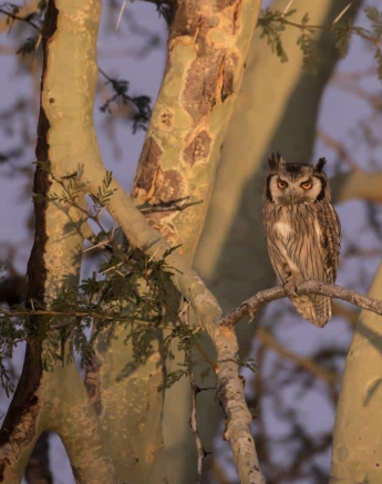 33Kyle 22 July White Faced Owl 2 Final 33Kyle 22 July White Faced Owl 2 Final