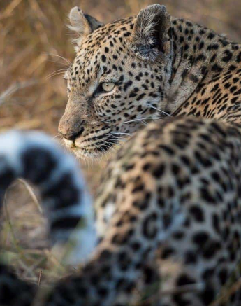 01Terry Ennever Hyena And LBC 10817 1 Final