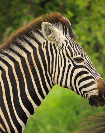 03Ally Ross Zebra Blog 01 Final