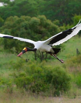 39Kevan Dobbie Saddle Billed Stork 030219 Final 39Kevan Dobbie Saddle Billed Stork 030219 Final