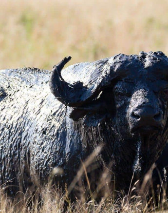 31Louise Murray Buffalo 06052019 2 Final 31Louise Murray Buffalo 06052019 2 Final