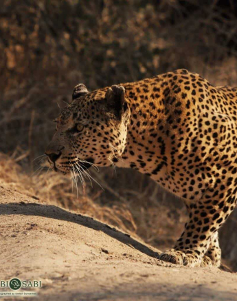 07Stefan Schoeman Max 30072019 3 Final 07Stefan Schoeman Max 30072019 3 Final