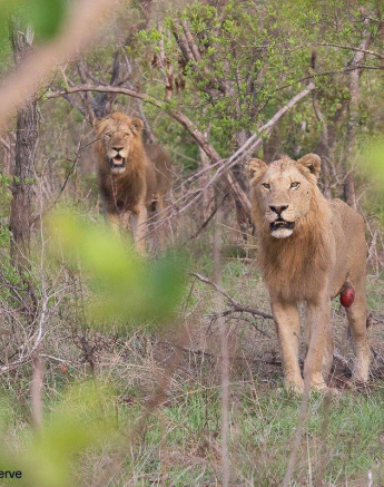 19Kevin Van Der Linde Lions Nwaswitwisaka 30112019 5 Final 19Kevin Van Der Linde Lions Nwaswitwisaka 30112019 5 Final