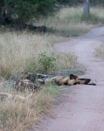 03Brett Heasman Wild Dogs 24032020 1 Final 03Brett Heasman Wild Dogs 24032020 1 Final