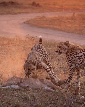 04Ruth Berning 3 Cheetah With Kill 13122020 3 Final 04Ruth Berning 3 Cheetah With Kill 13122020 3 Final