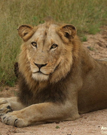 05andries Lions Kumbula 220321 4 Final 05andries Lions Kumbula 220321 4 Final