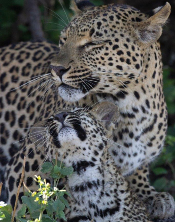 27Louise Murray Ntsumi And Cub 29032021 3 Final 27Louise Murray Ntsumi And Cub 29032021 3 Final