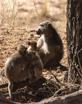 09Kerry Lee Roberg Baboon.9 Final