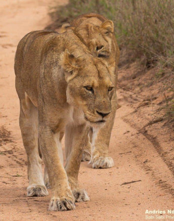19andries Lions.styx 101020 3 Final 19andries Lions.styx 101020 3 Final