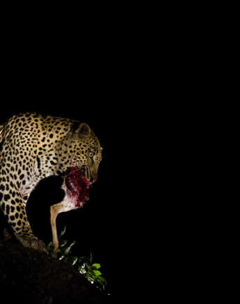 Low Light Leopard Low Light Leopard