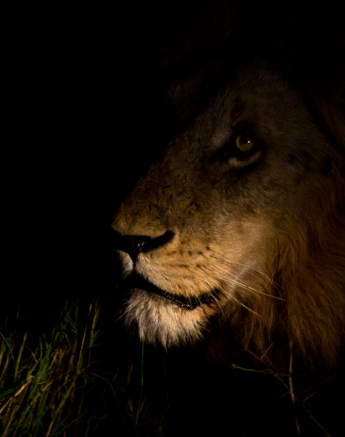 Kruger Male Kruger Male