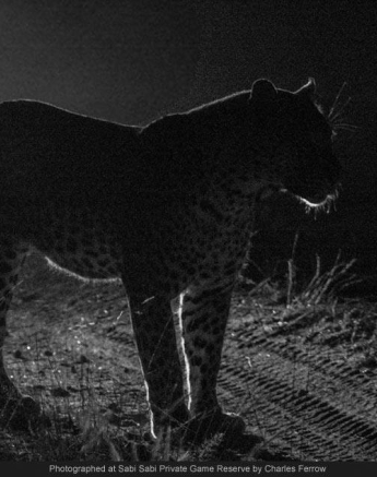 1973770 689925434388444 6051819781148518400 O