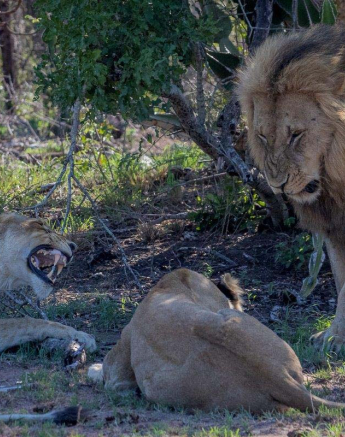 17Pravir Patel Lion01 021215 17Pravir Patel Lion01 021215