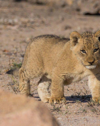 12Franscois Rosslee Cub1 1 Of 1 12Franscois Rosslee Cub1 1 Of 1