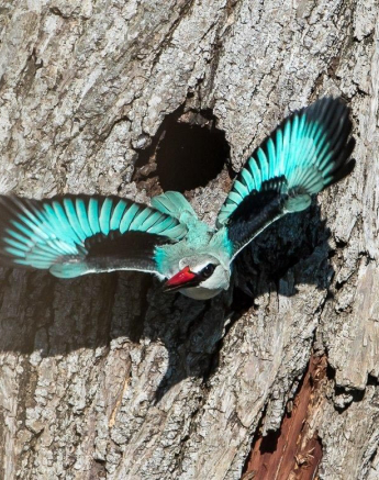06Terry Ennever Woodland Kingfisher 15117 4 Final 06Terry Ennever Woodland Kingfisher 15117 4 Final