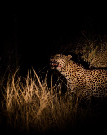 08Franscois Rosslee Max Dark 3 Final