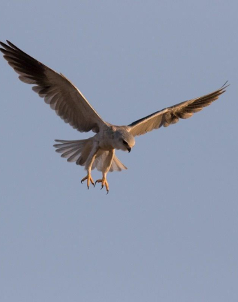 21Franscois Rosslee Blackshoulderdkite 1 Of 1 Final 21Franscois Rosslee Blackshoulderdkite 1 Of 1 Final