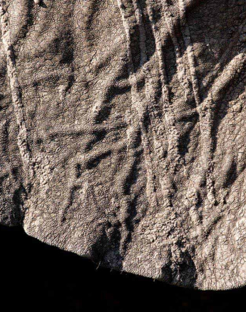 10Frederik Aucamp Elephant Textures 1 Final