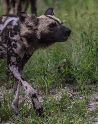45Kevan Dobbie Wild Dog250218 4 Final