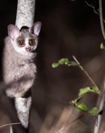 39Terry Ennever Bushbaby 201877 Final 39Terry Ennever Bushbaby 201877 Final