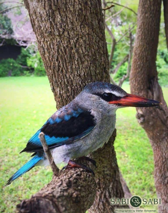 10Stefan Schoeman Woodland Kingfisher Final 10Stefan Schoeman Woodland Kingfisher Final