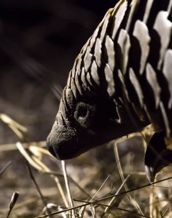 11Kyle 23 July Pangolin 28 Final 11Kyle 23 July Pangolin 28 Final
