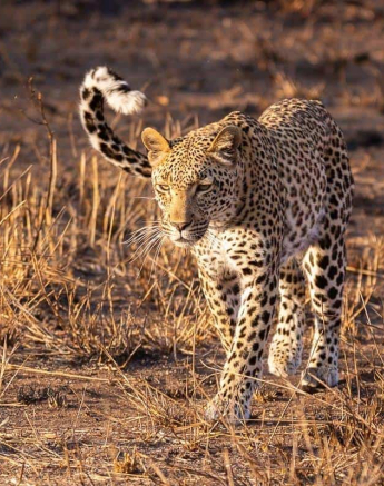 20Frederik Aucamp Kagilia Female Leopard 05 08 2019 2 Final 20Frederik Aucamp Kagilia Female Leopard 05 08 2019 2 Final