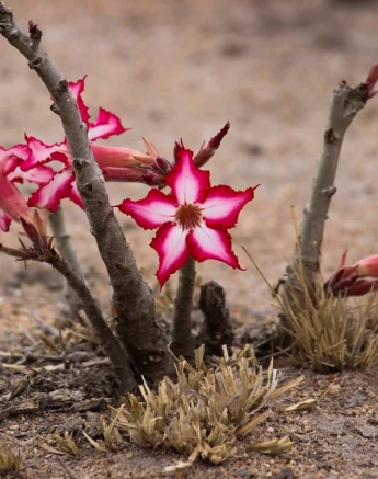 03Louise Murray 29082018 Impala Lilly Final