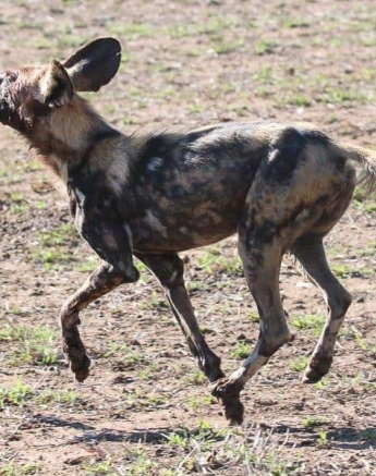 23andries Ndlovu Wild Dogs 151119 6 Final 23andries Ndlovu Wild Dogs 151119 6 Final