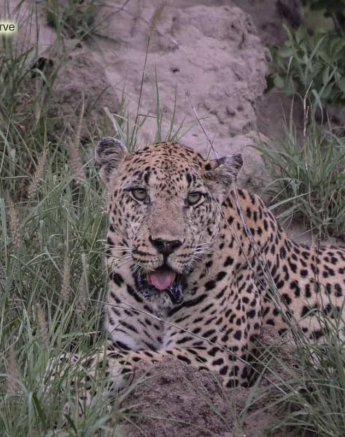 18 Ronald Mutero Leopard 04012020 9 18 Ronald Mutero Leopard 04012020 9