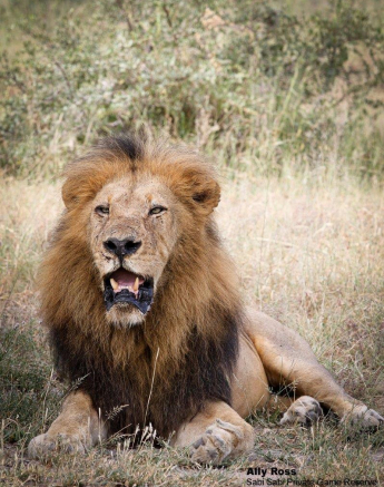 20Ally Ross 20200322 Biringham Male 01 Final