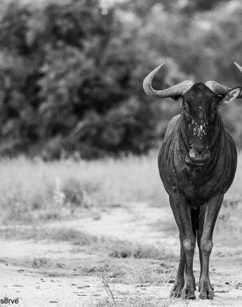 32Louise Murray Wildebeest 20042020 Final