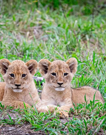 05ronald Mutero Sp And Cubs 27112020  5 Final