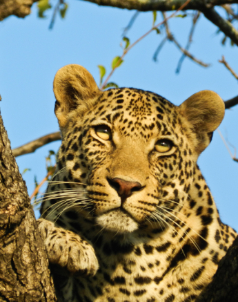 Leopard 2 Leopard 2