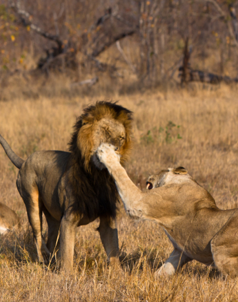 Lion Klap 2 Lion Klap 2