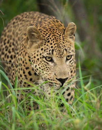 Pravir Patel Maxabeni 02 Pravir Patel Maxabeni 02