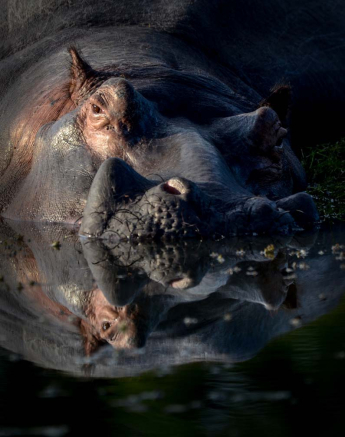 06Mike L Hippo Art 4 06Mike L Hippo Art 4