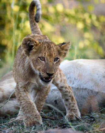 25Mike Palmer Lion Kill 260416 5 25Mike Palmer Lion Kill 260416 5