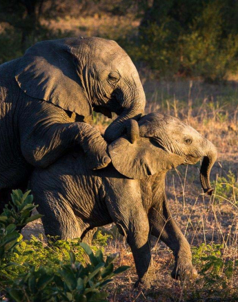 12Franscois Rosslee Olifant 1 Of 1 12Franscois Rosslee Olifant 1 Of 1